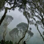 Ruwenzori
