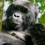 Ruwenzori