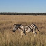Pierwsze spotkania na równinach Etoshy. Zebra spokojnie przechodzi przez wysoką trawę, a my możemy tylko patrzeć i cieszyć się tą chwilą