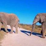Kiedy droga należy do słoni. W Parku Etosha to one mają pierwszeństwo — my zatrzymujemy się, czekamy i obserwujemy z zachwytem